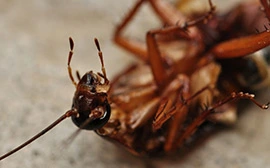 Trusted Cockroach Control in Fort Worth