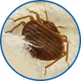 Bed Bug Control in Grapevine Tx