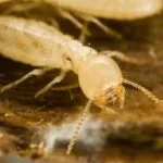 Termite Control Alvarado Tx