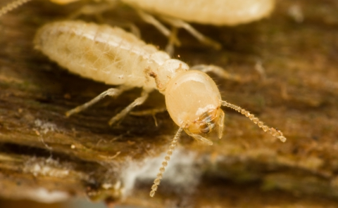 Termite Control Denton Tx