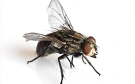 Professional Fly Control Treatment in Keller