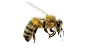 Bee Removal in Tarrant County Tx