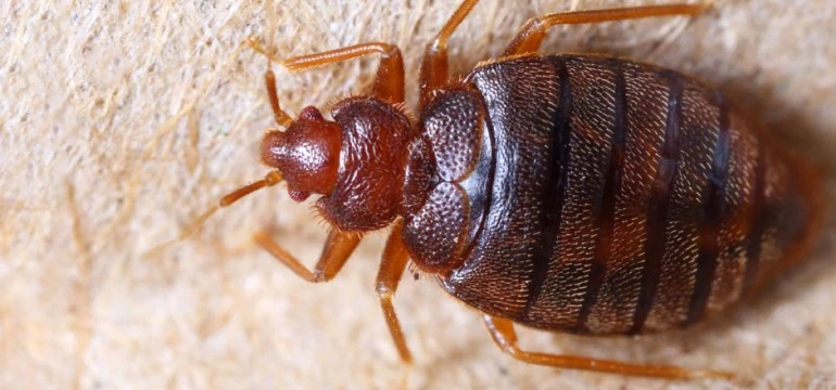 Bed Bug Control in Little Elm Tx