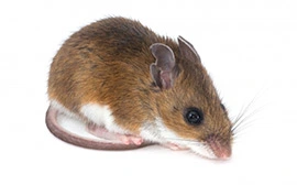 Rodent Control in Kennedale, TX