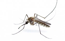 Professional Mosquito Control Treatments in Crowley