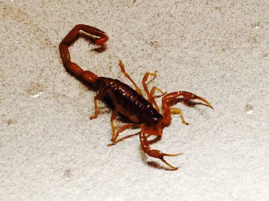 Scorpion Control in Mesquite, TX