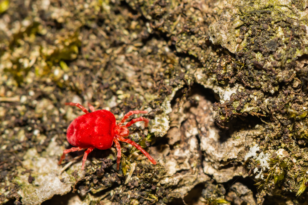 Chigger Control in Richardson, TX