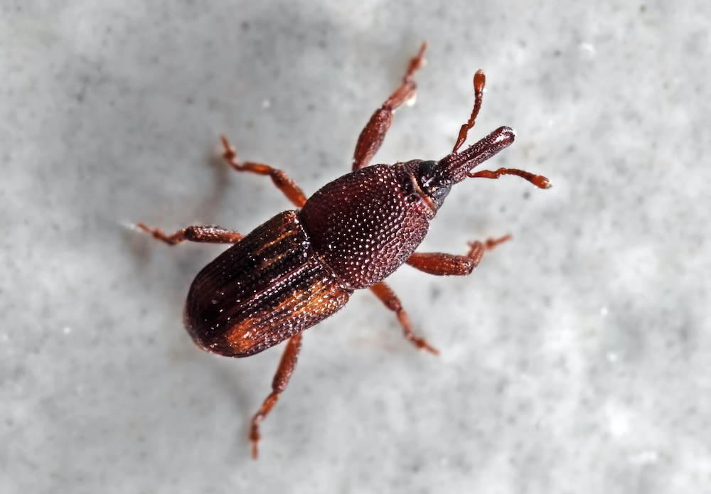 Weevil Control Experts in Fort Worth