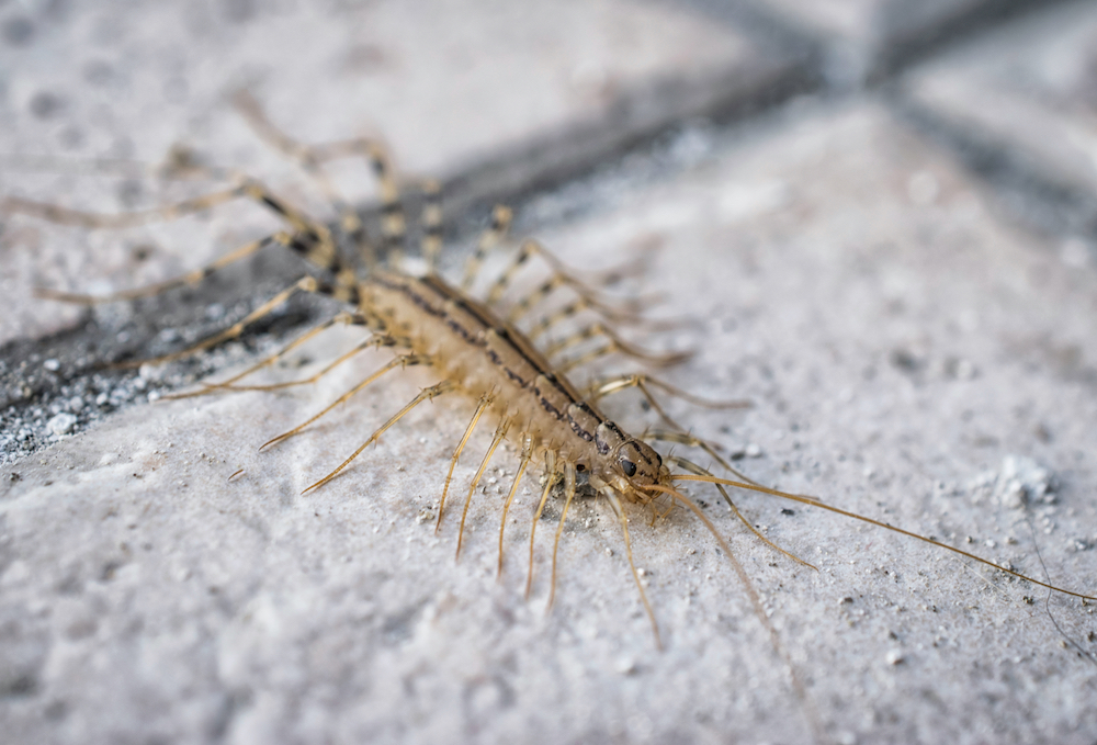 Centipede & Millipede Control in Richardson, TX