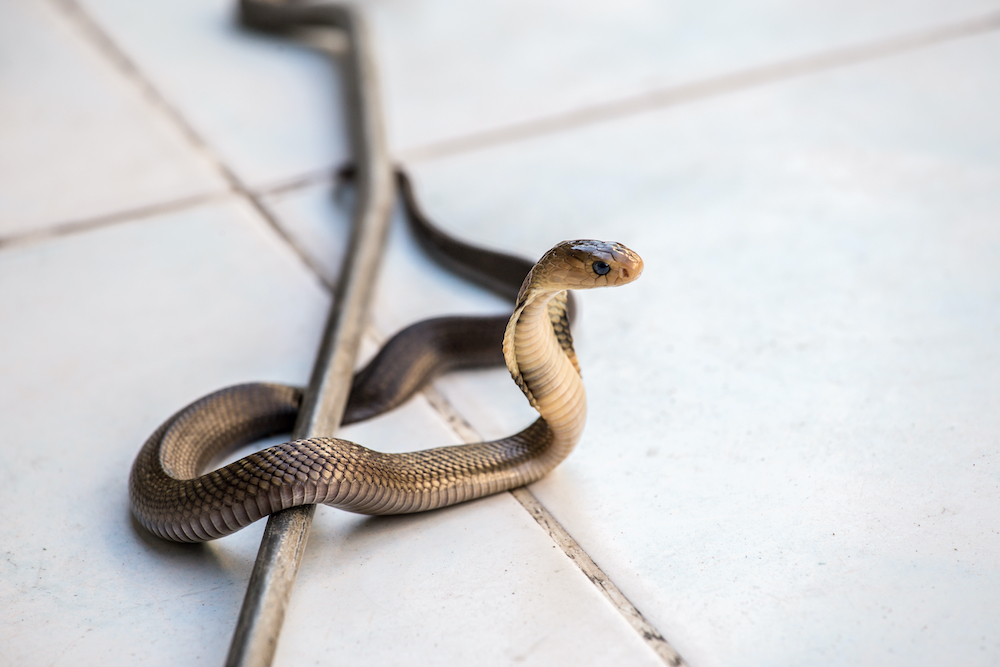 Snake Control & Removal Company in Ennis