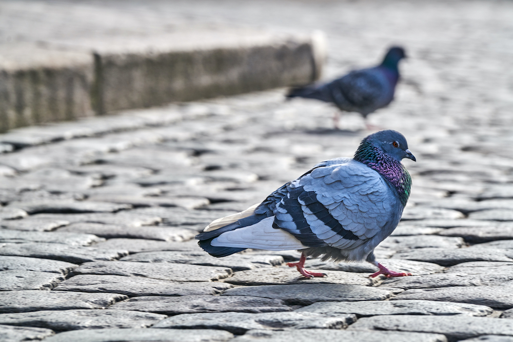 Too Many Pigeons? Top Commercial Bird Deterrent Methods