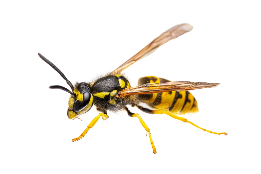 Wasp Control in Fairview, TX