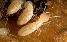 Termite Pre-Treatment in Mesquite, TX