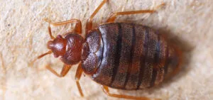 Bed Bug Treatments in Midlothian