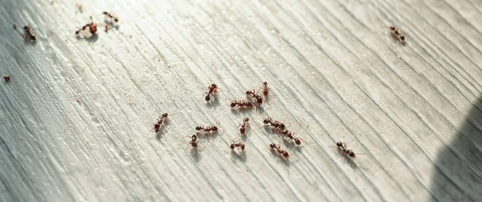 Large amount of ants on the floor inside of a home.