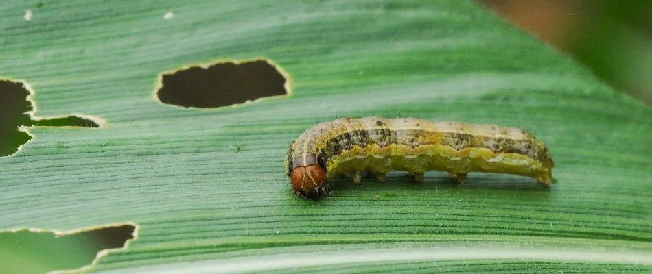 Armyworm on a grass blade with holes in Dallas, TX.