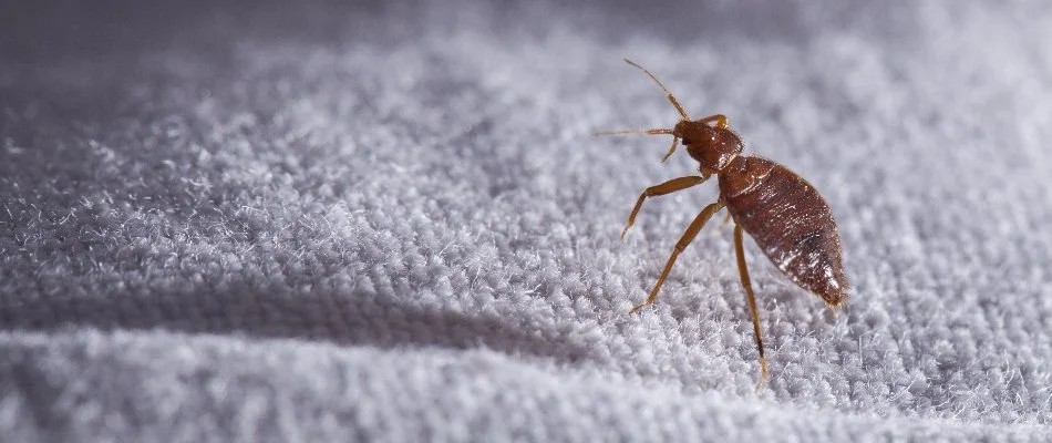 A bed bug standing on a piece of a fabric in Dallas, TX.