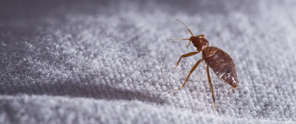 A bed bug standing on a piece of fabric in Dallas, TX.