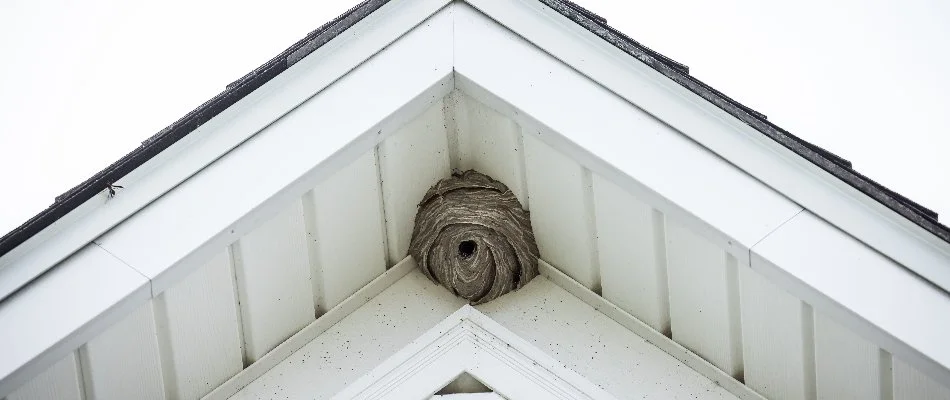 Bee nest on the top of a home in Dallas, TX.