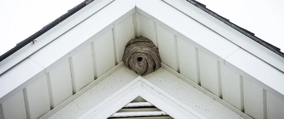 Bee nest on a home in Dallas, TX.