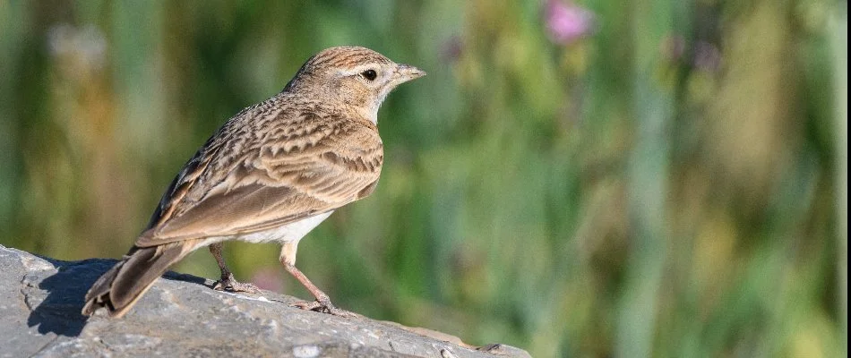 A brown bird on a log in Dallas, TX.