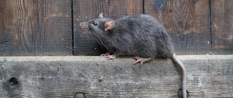 A brown rat in Dallas, TX, on a wood fence.