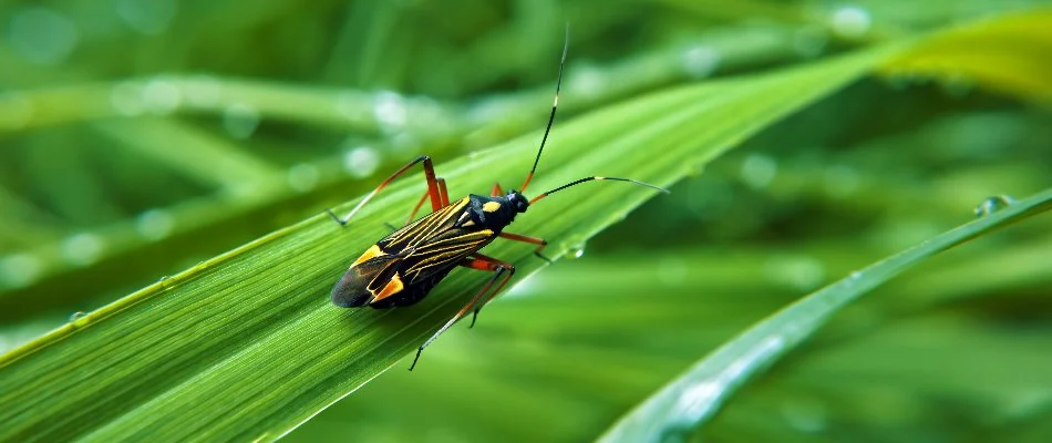 Chinch bug on a grass blade in Dallas, TX.