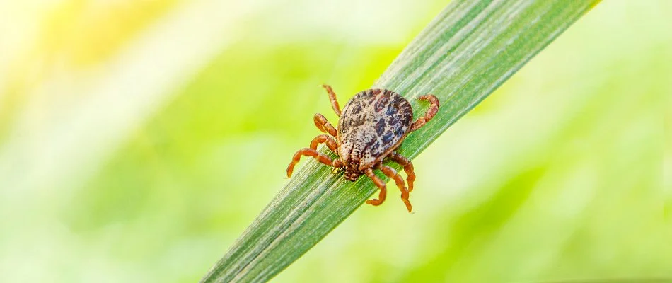 Close-up image of a tick on a blade of grass in Dallas, TX.