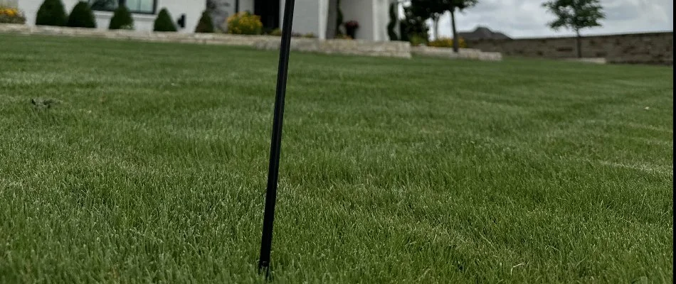 Close view of green grass blades and black sign post in Dallas, TX.