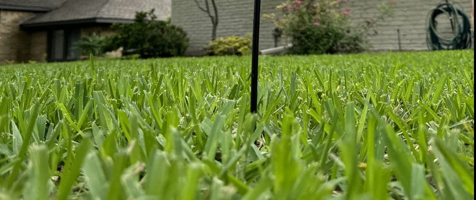 Close-up view of green grass blades in Fort Worth, TX.