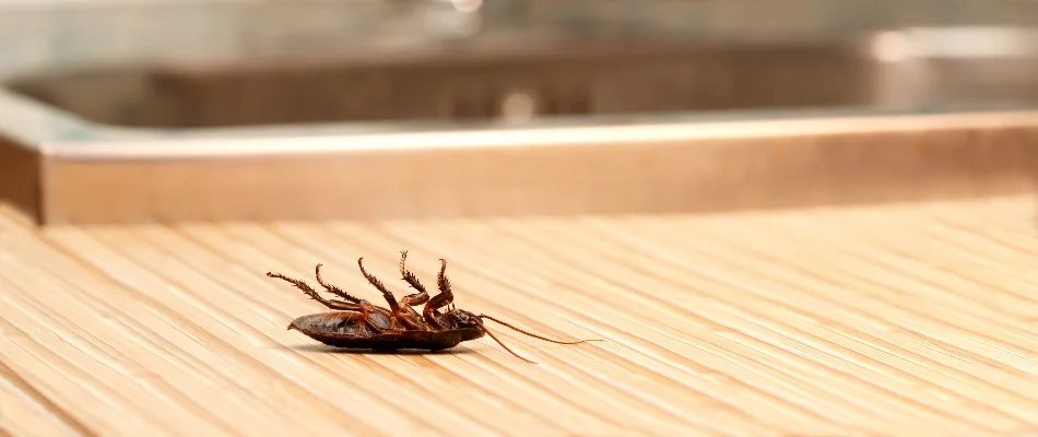 Dead cockroach inside of a home in Dallas, TX.