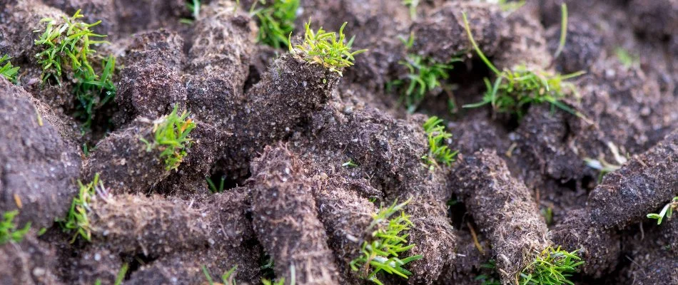 Cores of soil left after core aeration.