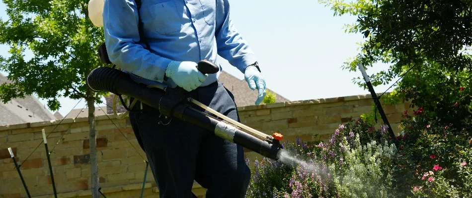 Crew member wearing blue gloves spraying a pest control treatment on a lawn in Plano, TX.