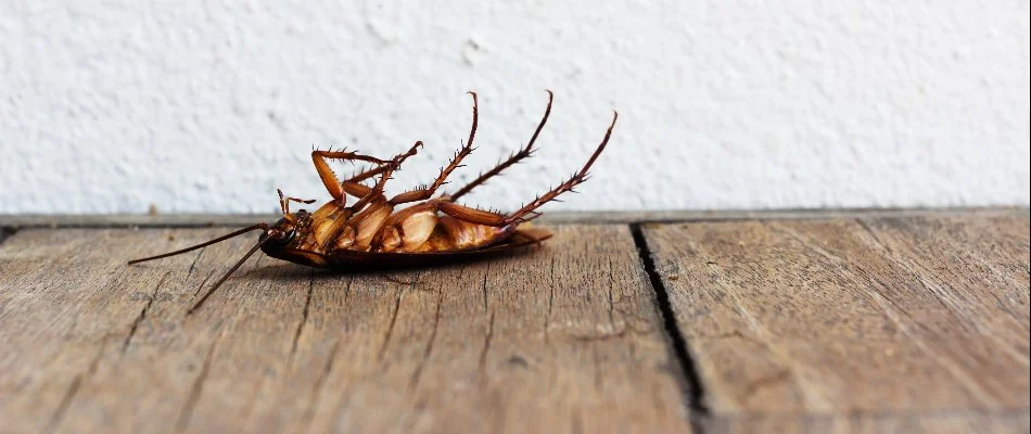 Cockroach on its back outside of a building.