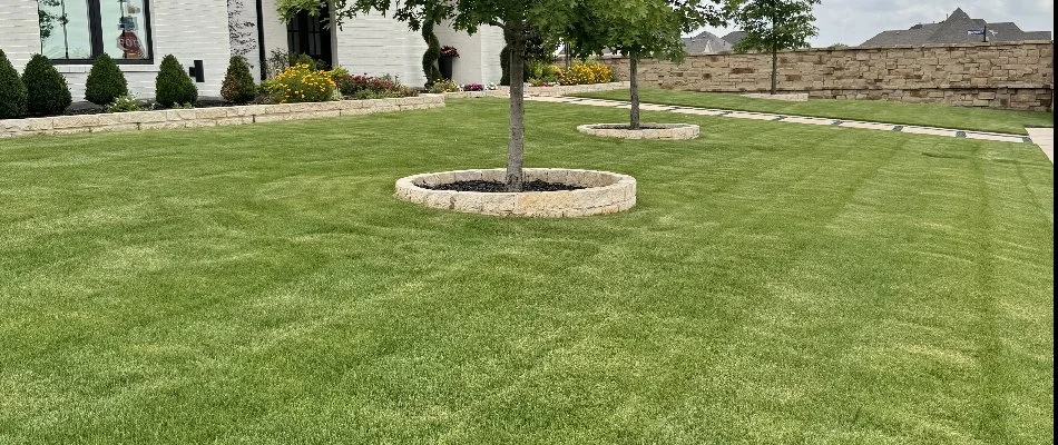 Edging around trees on a green lawn in Robinson, TX.