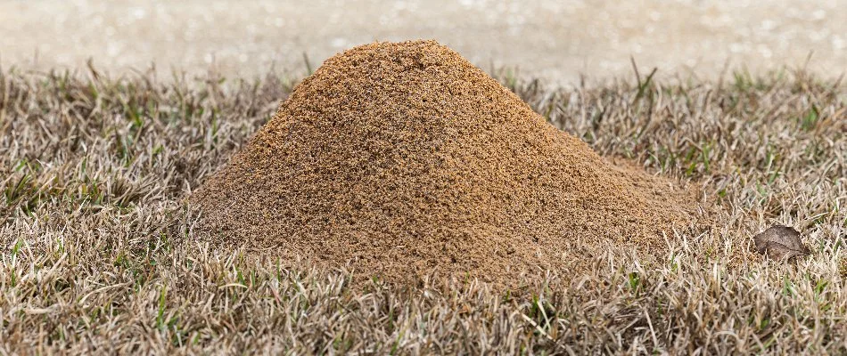 A fire ant mound on top of a lawn in Dallas, TX.