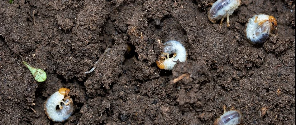 Five white grubs in soil in Dallas, TX.