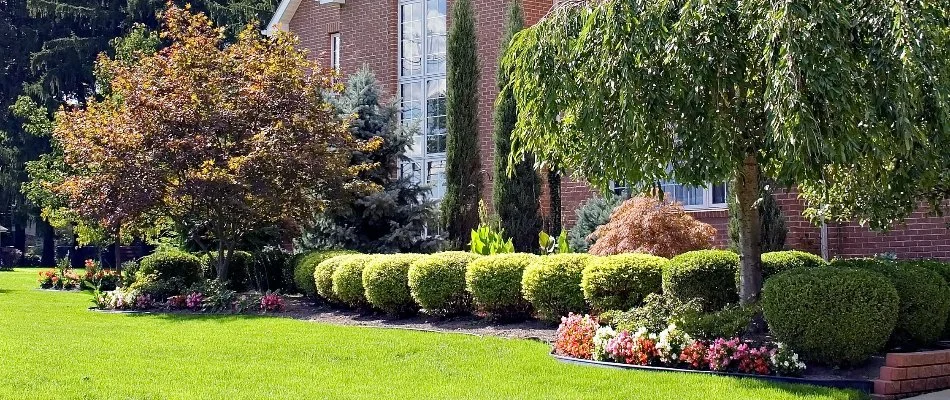 Tree and shrubs on a well-manicured residential property. 