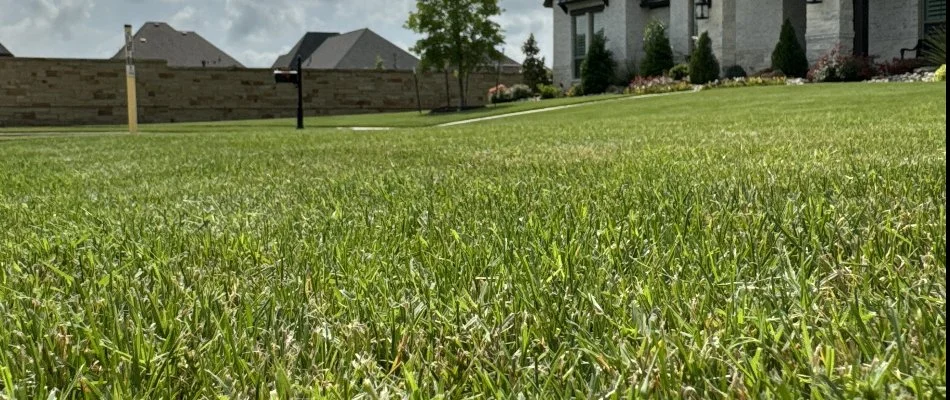 Front yard of a house in Duncanville, TX, with green grass and a brown fence.