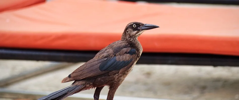 Grackle bird standing on a red chair on a property in Dallas, TX.