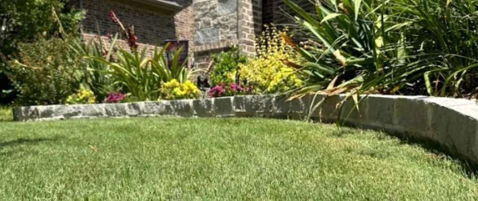 Green grass and plants in landscape bed in Garrett, TX.