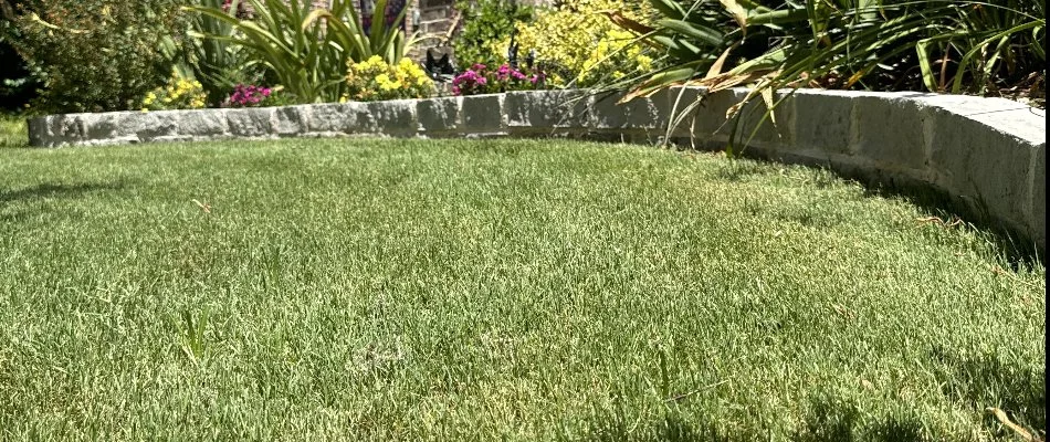 Green grass and stone edging along a landscape bed in Lancaster, TX.