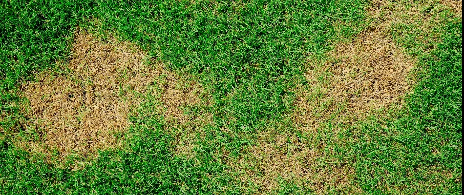 Green grass surrounding brown patches on a lawn in Dallas, TX.