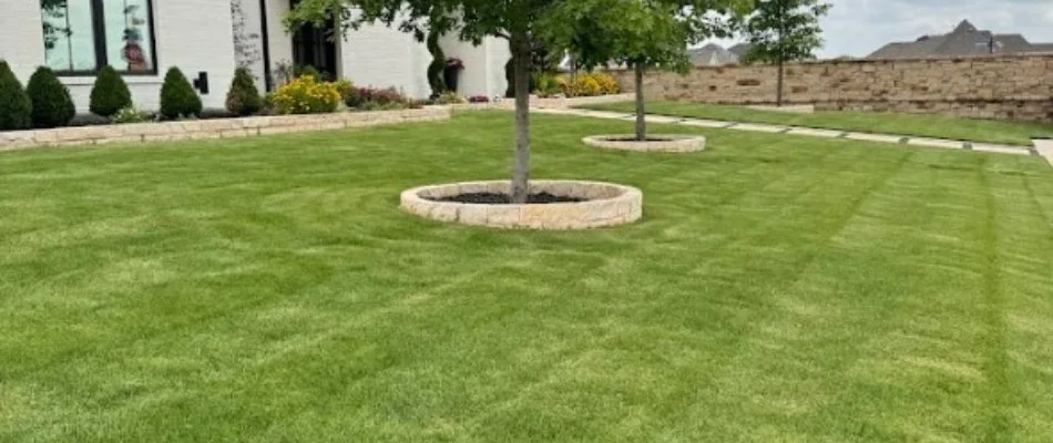 Lawn in Granbury, TX, with two trees. 