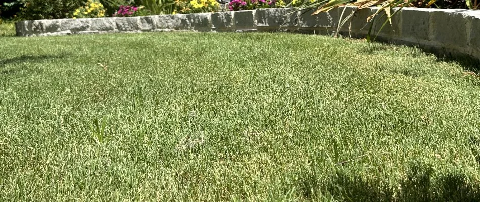 A green lawn in McKinney, TX, with concrete landscape curbing. 