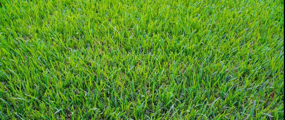 Green St. Augustine grass in Mesquite, TX.