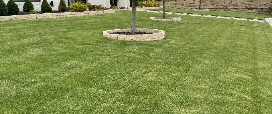 A healthy, weed-free lawn with tree beds in Dallas, TX.