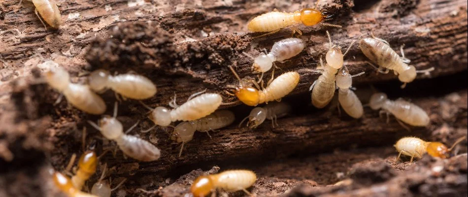 Group of termites eating a piece of wood in Dallas, TX.