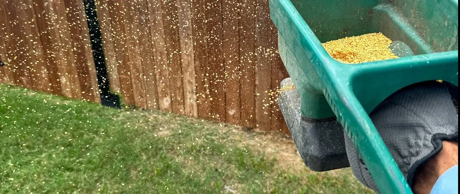 A hand spreader applying a granular treatment to grass in DeSoto, TX.