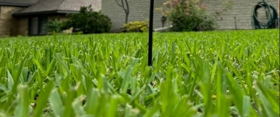 Healthy, green grass on a residential property in Mansfield, TX.